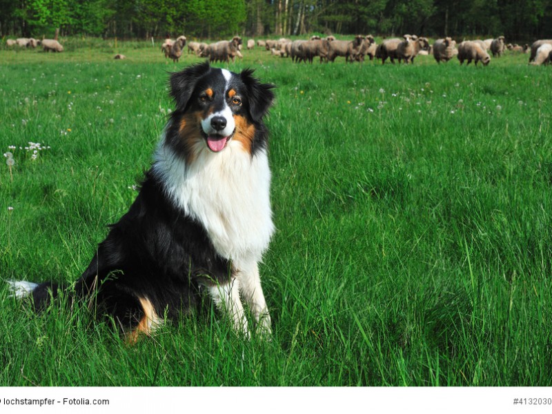 Ursprünglich hatten Australian Shepherd die Aufgabe Schafherden als Hütehunde zu betreuen.