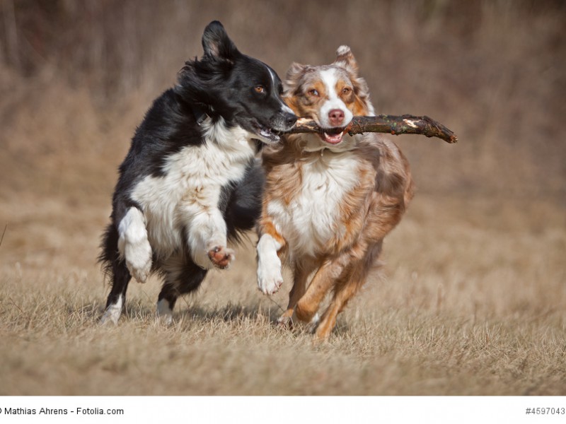 Australian Shepherd´s können auch gut in Paaren oder Gruppen gehalten werden.
