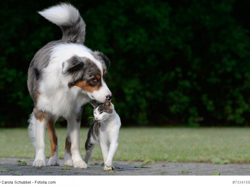 Aussies sind sehr verträgliche Hunde und nehmen auch Katzen in ihre “Herde” mit auf.