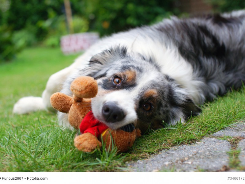 Bärenstarke Liebe bringt ein Australian Shepherd allen entgegen, die er als seine “Herde” annimmt.
