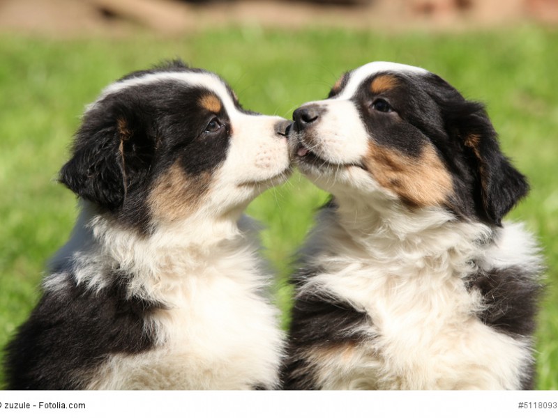 Geschwisterliebe zwischen zwei Australian Shepherd Welpen.