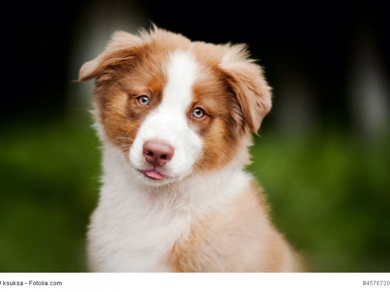 So ein Aussie Welpe braucht viel Liebe und Familienanschluss.