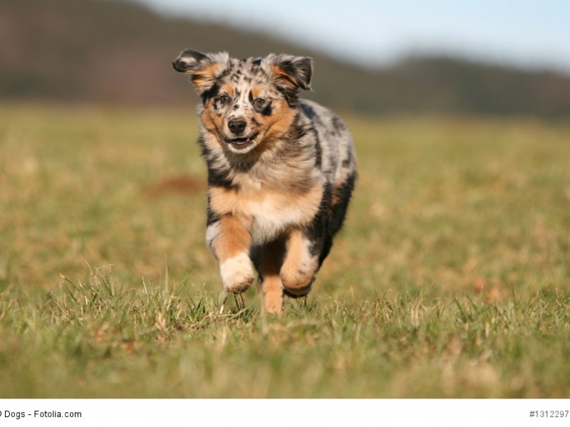 Junge Australian Shepherd musst du fordern, darfst sie aber nicht überfordern.