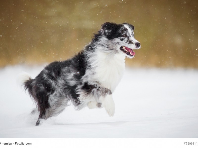 Wegen ihres dichten Felles macht den Aussies Schnee nichts aus.