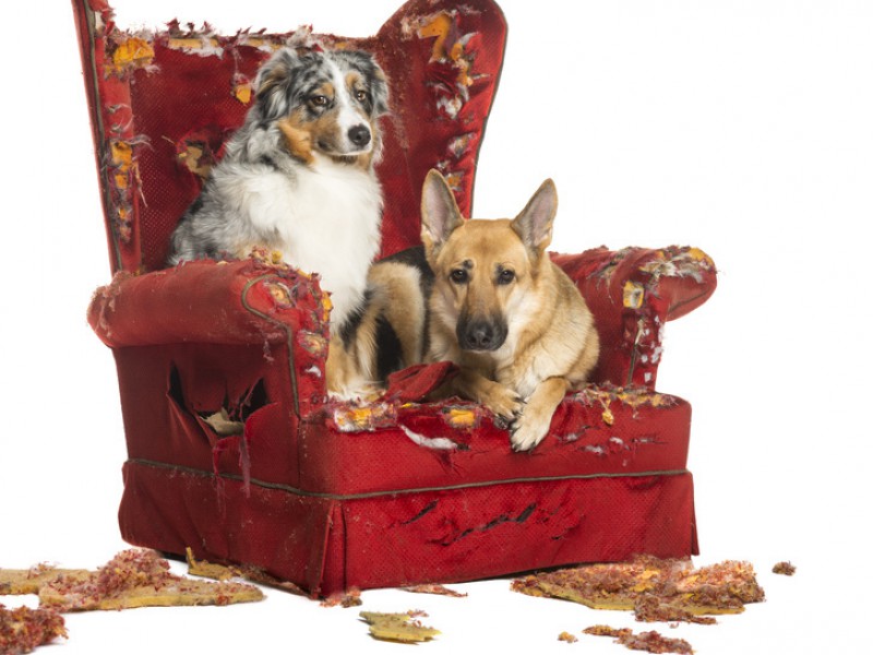Wenn du ihnen keine Aufgabe gibst, suchen sich Australian Shepherd und Deutscher Schäferhund eine – die dir wahrscheinlich nicht gefällt.