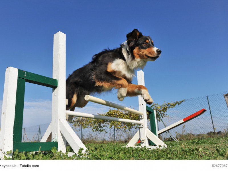 Wenn du keine eigene Schafherde hast, solltest du mit deinem Aussi zum Hundesport gehen.