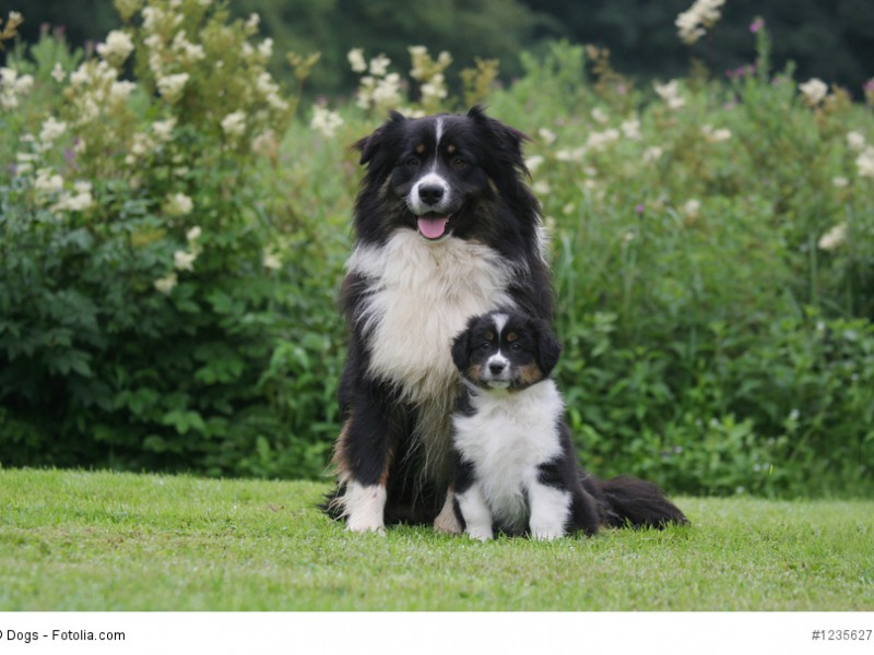 Australian Shepherd sind bei ausreichender Sozialisation tolle Familienhunde.