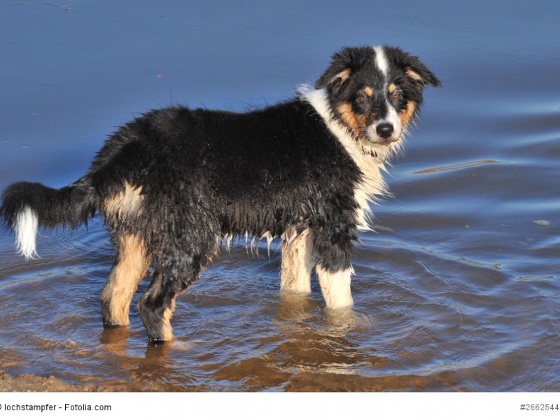 Australian Shepherd lieben Wasser.