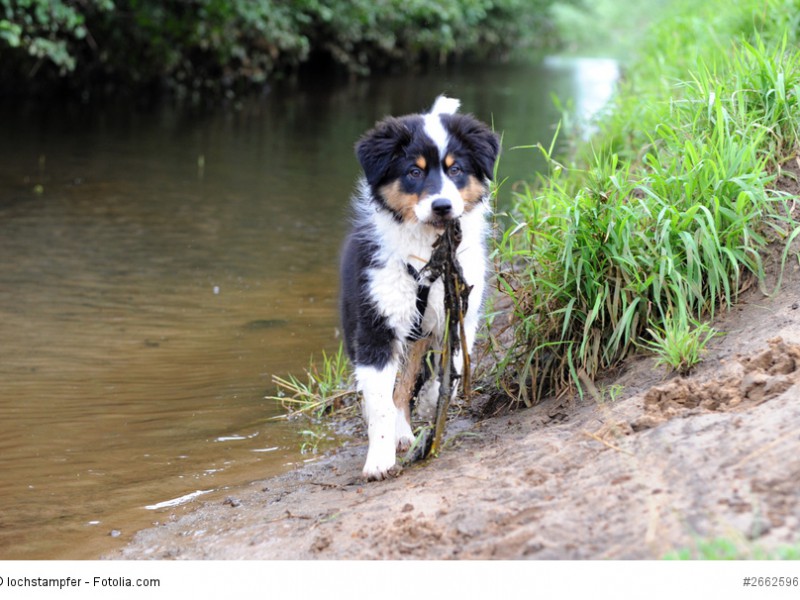 Junge Australian Shepherd lernen noch spielerisch.