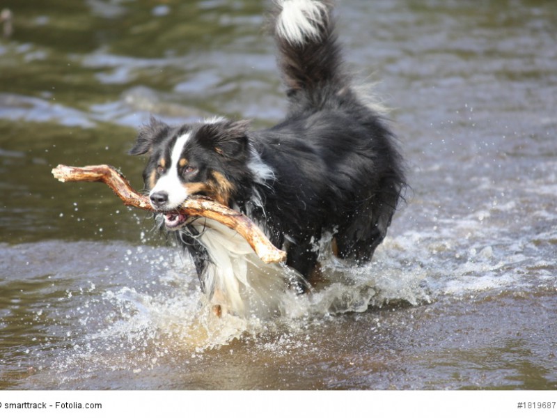 Australian Shepherd sind keine Jagdhunde, apportieren aber gerne mal einen Stock.