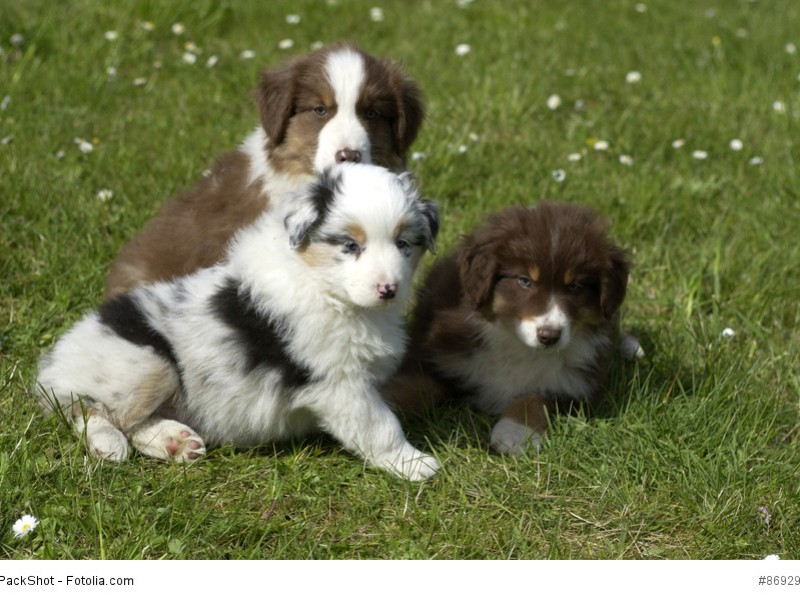 Du brauchst viel Zeit und Geduld bei der Erziehung eines Hundes.