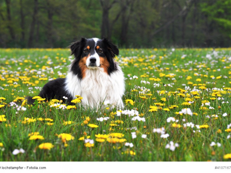 Australian Shepherd sind intelligente und wissbegierige Hunde.
