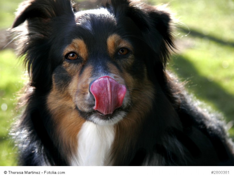Australian Shepherd sind trotz des langen Fells keine pflegeintensiven Hunde.