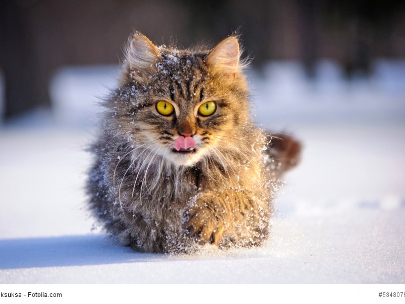 Maine Coon macht ein Wintertag nicht viel aus.