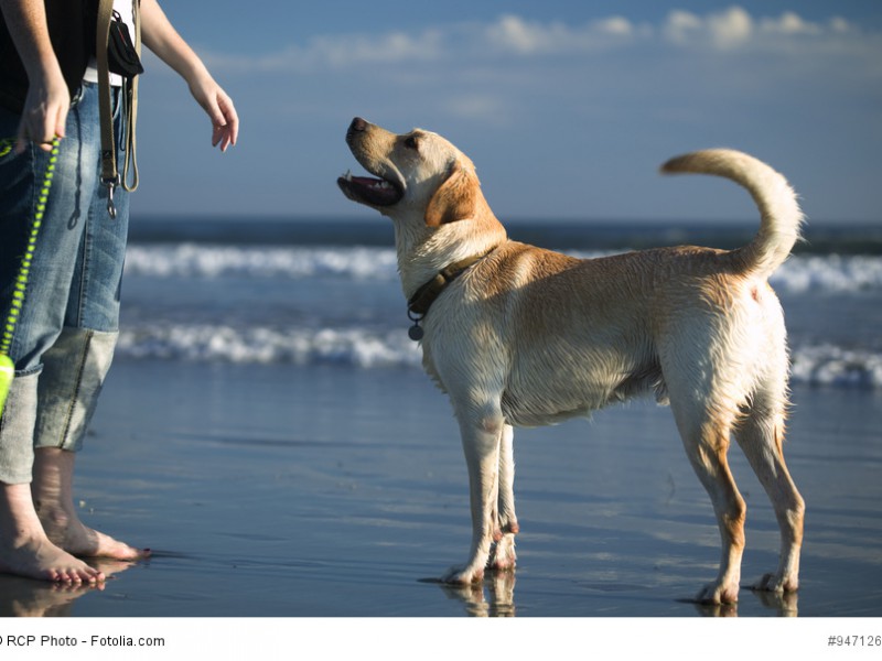 Labrador Retriever sind sehr aufmerksame Tiere, die gerne arbeiten und gefordert werden. Auch im Urlaub am Strand.