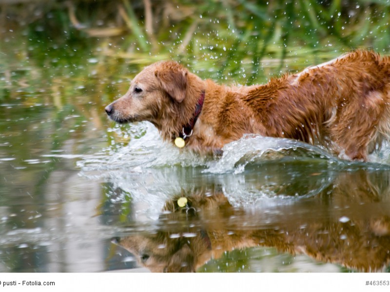 Regelmäßige Schwimmeinheiten erfreuen jeden Labrador wie diesen braunen im Wasser!