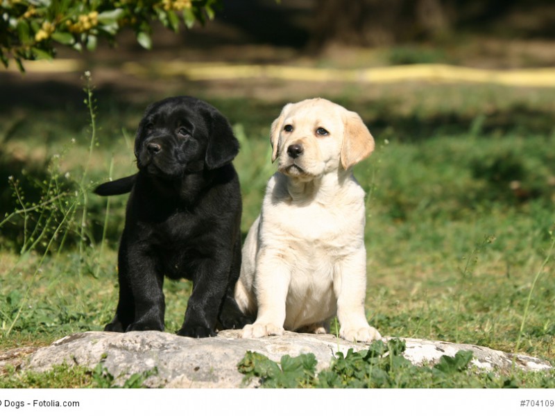 Labrador-Welpen wie diese beiden hell und dunklen Exemplare sind verspielte aber auch schon sehr aufmerksame Hunde, die du schon sehr früh erziehen kannst.