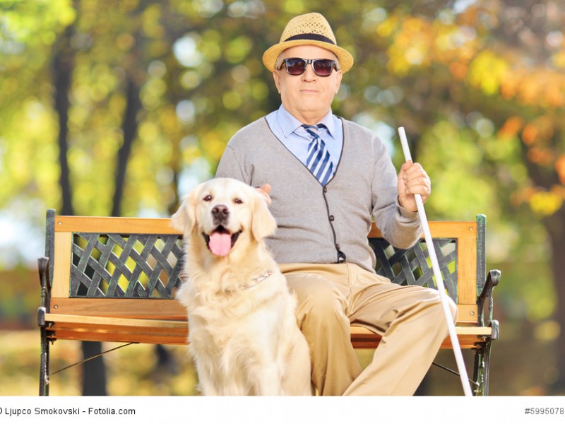 Ein blinder älterer Mann sitzt auf einer Bank mit seinem Labrador Retriever neben sich, der auf Grund seines geduldigen und gelehrigen Wesens hervorragend als Blindenhund eignet.