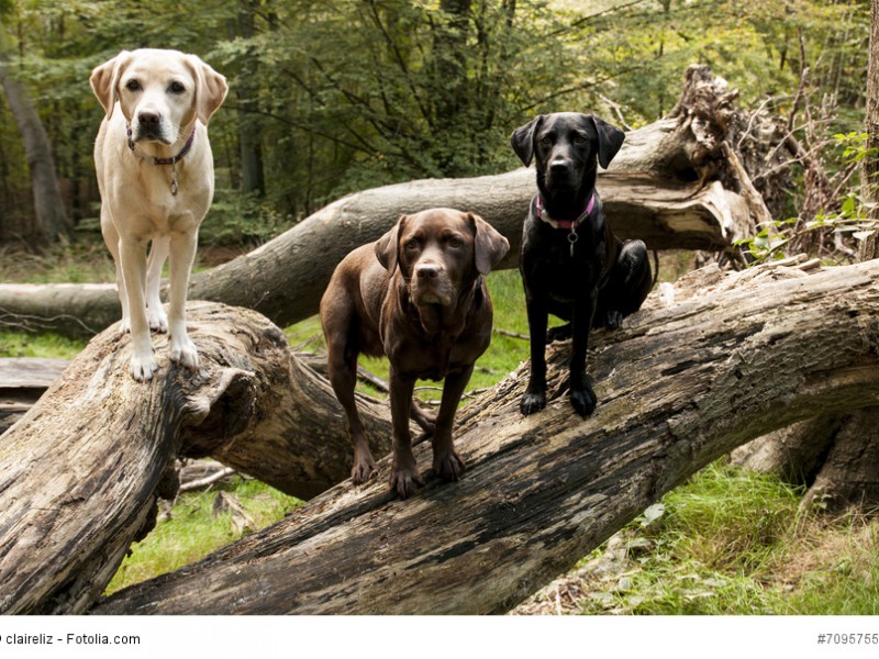 Die drei möglichen Farben der Labrador Retriever