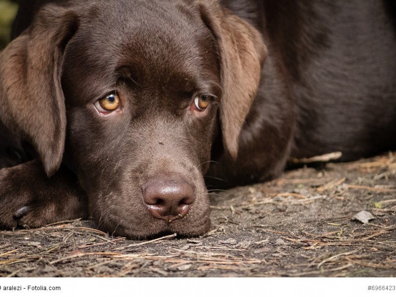Ein Labrador braucht engen Anschluss an seine Familie. Reine Zwingerhaltung lässt ihn krank werden.