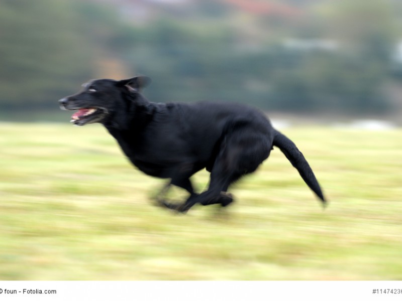 Ein Labrador ist kein Schoßhund. Er braucht täglich ausreichend Bewegung.