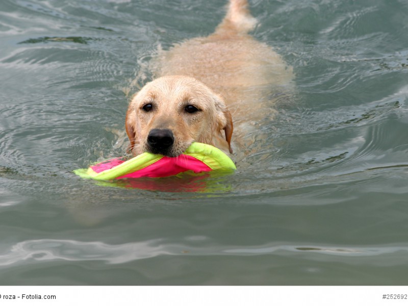 Spielen und Wasser – eine hervorragende Kombination für jeden Labrador!