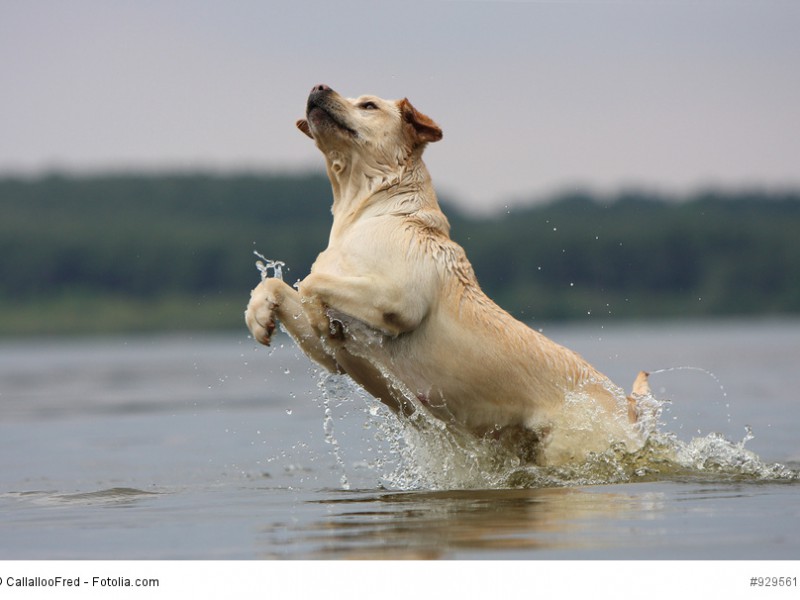 Labrador Retriever gehen gerne baden und brauchen diese Abkühlung im Sommer auch um nicht zu überhitzen.