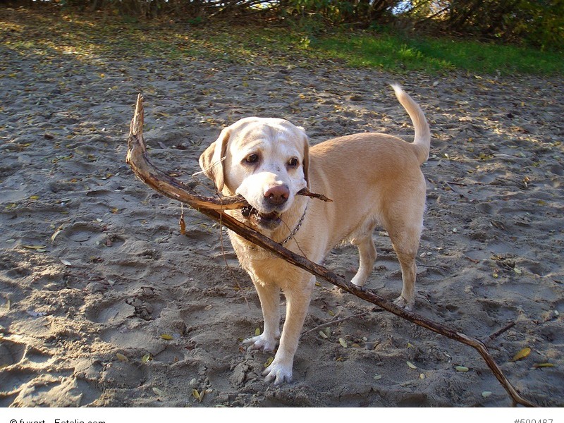 Ein Labrador braucht immer etwas zu tun. Und wenn es nur das Apportieren von Stöcken ist.