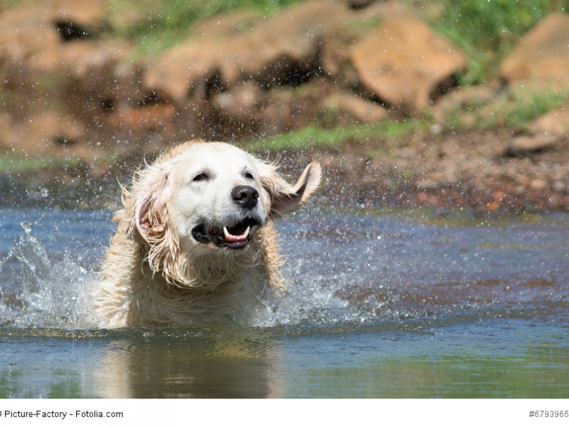 Labrador Retriever gehören in die Kategorie der Apportier-, Stöber- und Wasserhunde. Und das zu recht!