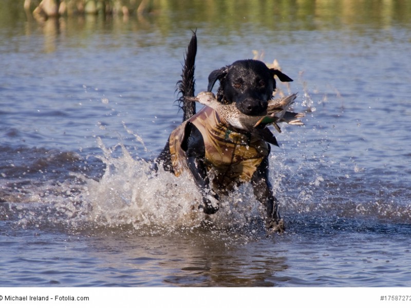 Der Labrador Retriever bekam seinen Namen nachdem seine hervorragenden Apportiereigenschaften erkannt wurden.