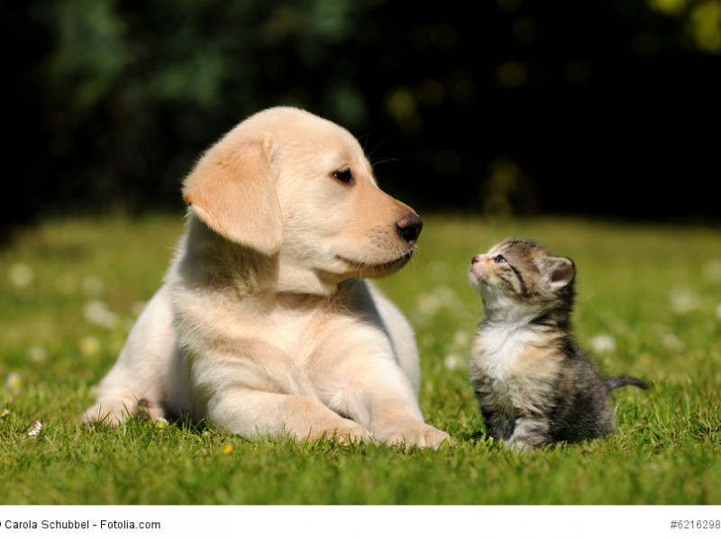 Labrador Retriever sind auch mit Katzen sehr verträgliche Hunde – auch wenn diese beiden sich erst aneinander gewöhnen müssen.