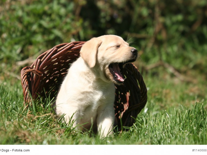 Labrador-Welpen verbringen ihr Leben wie alle jungen Hunde abwechselnd mit Spielen und Schlafen.