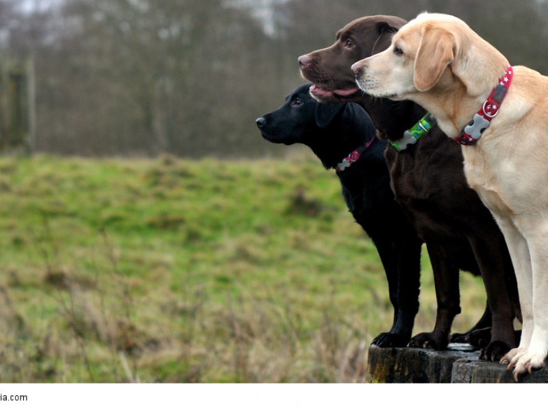Labrador Retriever wollen gefordert werden sonst wird ihnen schnell langweilig und sie sind nicht mehr so aufmerksam wie diese drei.