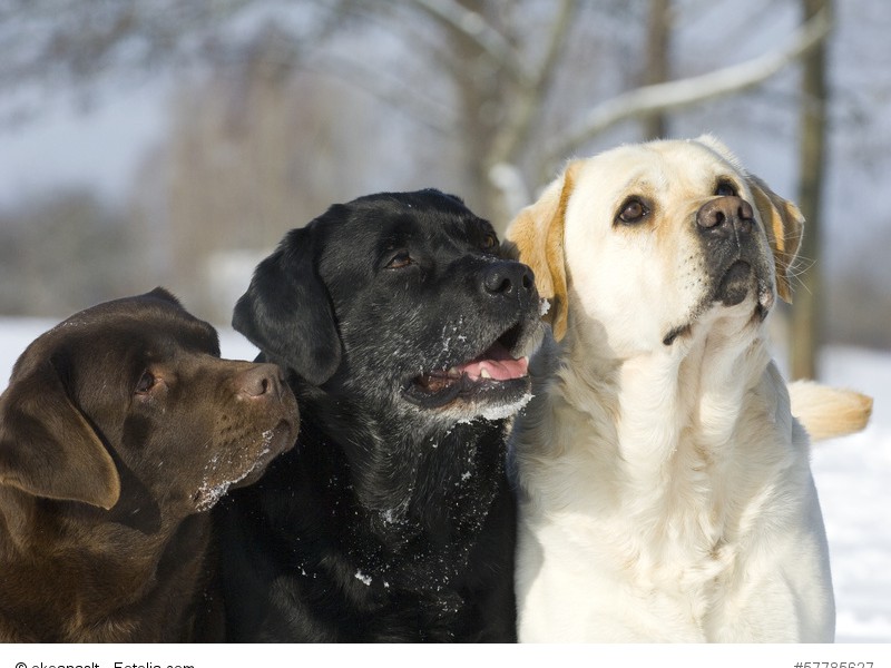 Mit ihrem dichten Fell sind diese drei unterschiedlich farbigen Labrador-Retriever auch für Schnee gut gerüstet.